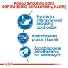 Royal Canin Indoor karma sucha dla kotów dorosłych, przebywających wyłącznie w domu 2kg