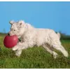 Trixie Frisbee Dysk Dog Disc 22cm [TX-33502]