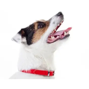 Dingo Obroża skórzana podszyta filcem 1,2x36cm czerwona