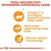 Royal Canin Intense Beauty w galaretce karma mokra dla kotów dorosłych, zdrowa skóra, piękna sierść saszetka 85g