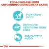 Royal Canin Urinary Care sosie karma mokra w sosie dla kotów dorosłych, ochrona dolnych dróg moczowych saszetka 85g