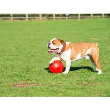 Boomer Ball XL - 10