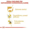 Royal Canin Chihuahua Adult karma mokra – pasztet, dla psów dorosłych rasy chihuahua saszetka 85g