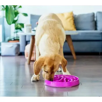 Outward Hound Fun Feeder Miska fioletowa [51003]