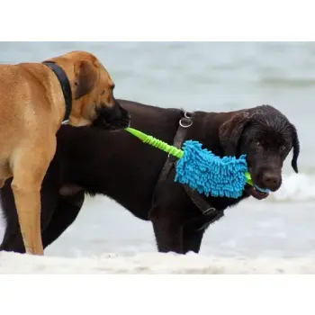 Dingo Zabawka dla psa - Szarpak Mop Bungee z piłką niebieski