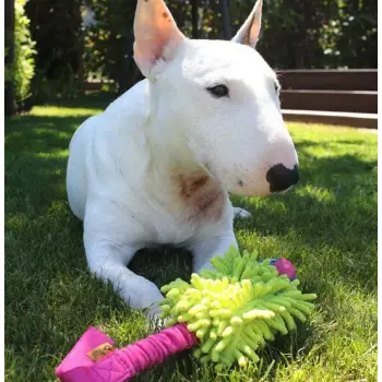 Dingo Zabawka dla psa - Szarpak Mop Bungee z piłką różowy