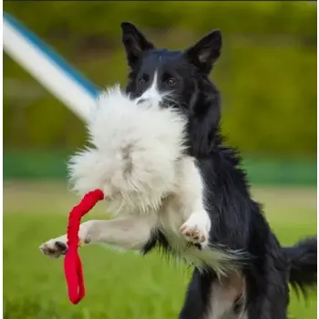 Dingo Zabawka dla psa - Szarpak Naturalne futro owcze bungee czarny