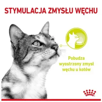 Royal Canin Sensory Smell w sosie karma mokra dla kotów dorosłych saszetka 85g