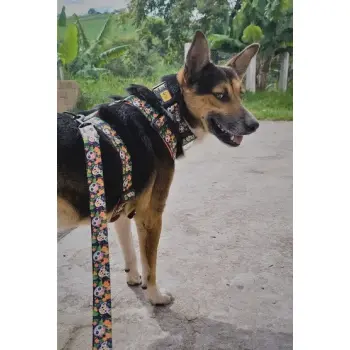 Dingo Obroża regulowana City - Chiapas 3,0cm/60cm