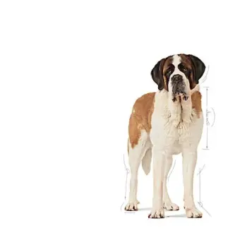 Royal Canin Giant Junior karma sucha dla szczeniąt od 8 do 18/24 miesiąca życia, ras olbrzymich 15kg