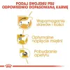 Royal Canin Dachshund karma mokra - pasztet, dla psów dorosłych rasy jamnik saszetka 85g