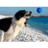 Kiwi Walker Let's Play Ball Maxi piłka niebieska