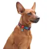 Collar WauDog Nylon Obroża nylonowa z QR-paszportem, plastikowy fastex, wzór LATO, 25mm/33-49cm