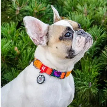 Collar WauDog Recycled Obroża nylonowa z QR-paszportem, gradient L 25mm/33-49cm pomarańczowy