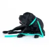 Collar WauDog Waterproof Smycz wodoodporna akumulująca światło M 20mm/183cm
