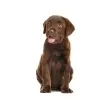 Royal Canin Immunity & Digestion Chews Puppy Supplements 100g