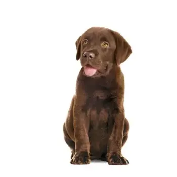 Royal Canin Immunity & Digestion Chews Puppy Supplements 100g