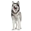Royal Canin Joint & Ageing Chews Adult Supplements 240g