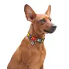 Collar WauDog Nylon Obroża nylonowa z QR-paszportem, plastikowy fastex, wzór FUTRZANE POTWORY, S 15mm/25-35cm