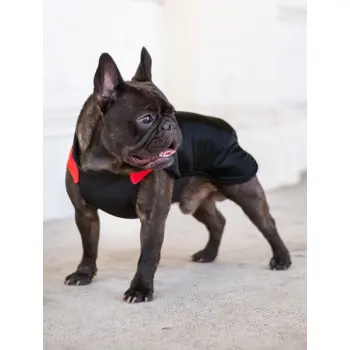 Chaba Ubranko regulowane Wear Magnifique 3XL czerwone