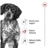Royal Canin Medium Adult 7+ karma sucha dla psów dorosłych, ras średnich 15kg