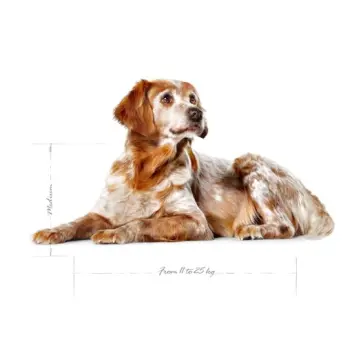 Royal Canin Medium Ageing 10+ karma sucha dla psów starszych, ras średnich 15kg