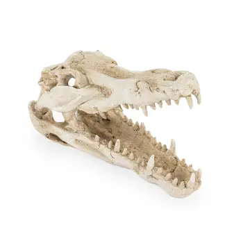 R178 ozdoba terrarium czaszka krokodyla