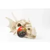 R206 ozdoba terrarium czaszka smok