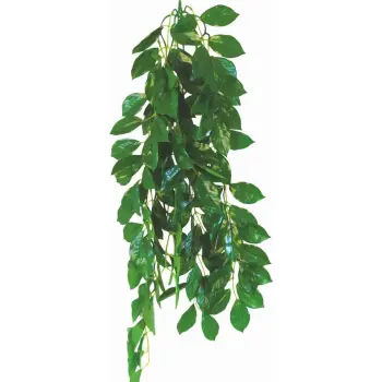 Roślina do terrarium Ficus Happet 70cm