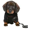 TRIXIE Szelki dla szczeniąt ze smyczą 23–34cm/2m/10mm czarna [TX-15561]