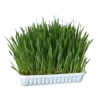 KERBL Nasiona trawy dla kota, 100 g [83198]