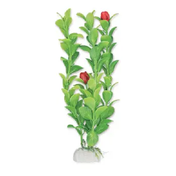 Roślina blister 20cm 2b31 Happet