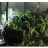 Deep Aqua Szklana Doniczka dla Roślin Akwariowych