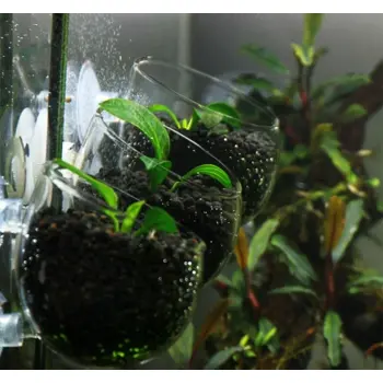 Deep Aqua Szklana Doniczka dla Roślin Akwariowych