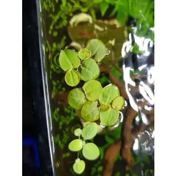 Phyllanthus fluitans filantus pływający porcja 10szt In Vitro