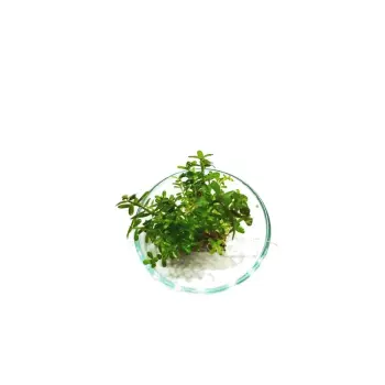 Rotala Rotundifolia PORCJA 10 sadzonek In vitro Piękna