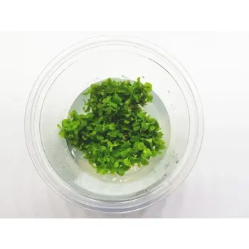 Micranthemum Monte Carlo Kubek 5cm In vitro Piękna