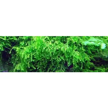 Mech Weeping Moss Kubek 10cm In Vitro Piękny
