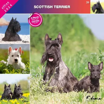 Kalendarz 2024 Terrier szkocki